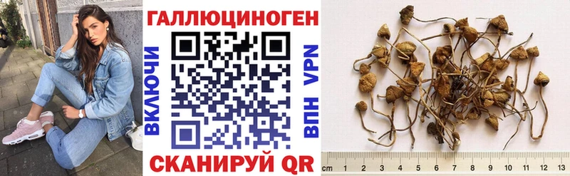 Псилоцибиновые грибы Psilocybe Любим